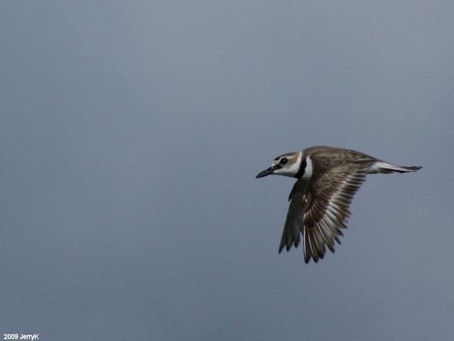 Wilson's Plovers